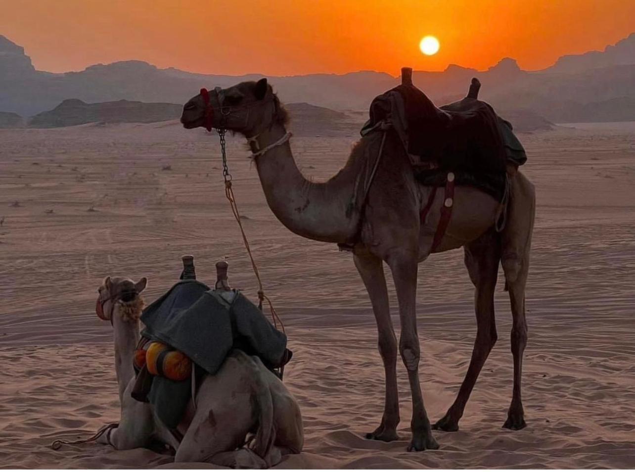 Desert Bedouin Adventure وادي رم المظهر الخارجي الصورة