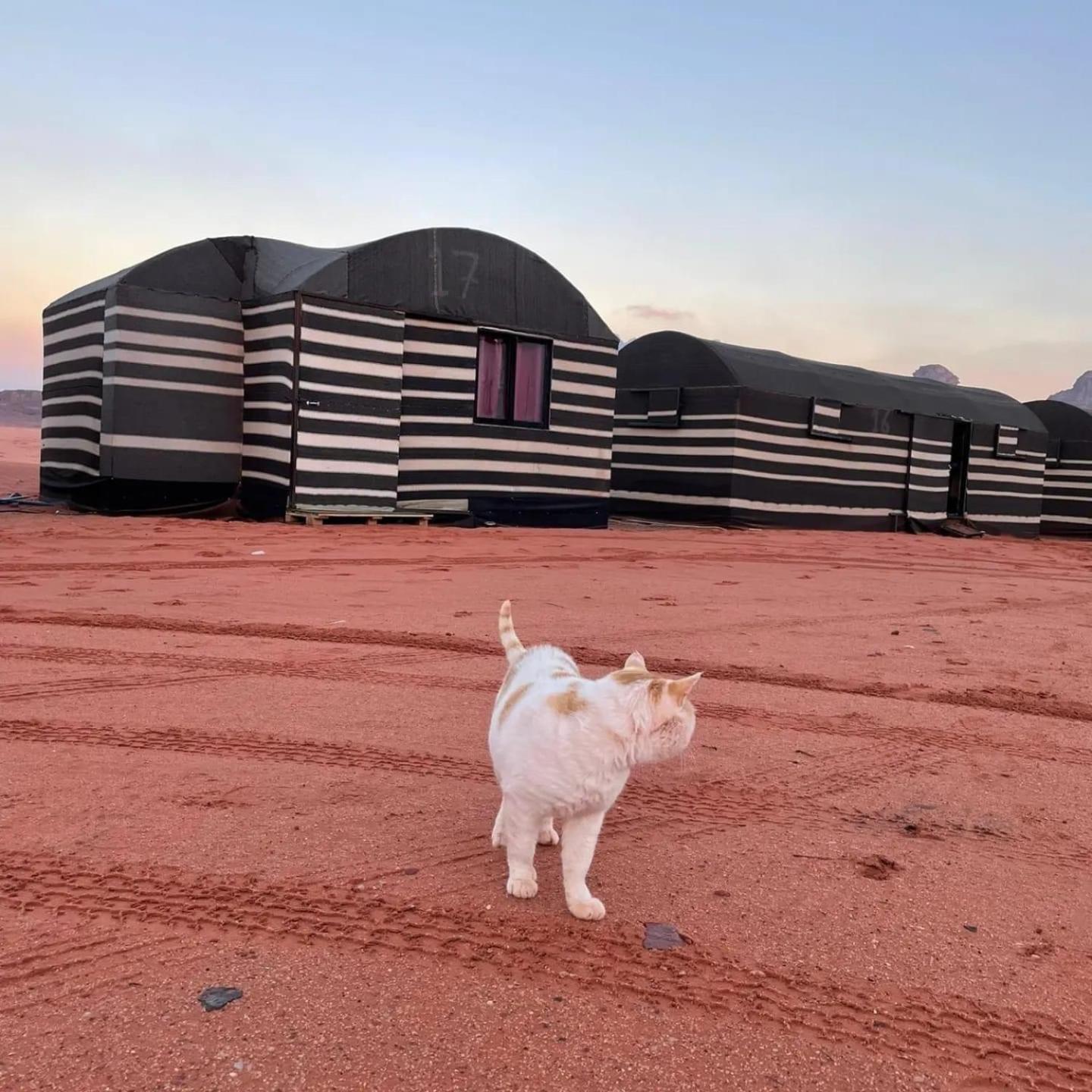 Desert Bedouin Adventure وادي رم المظهر الخارجي الصورة