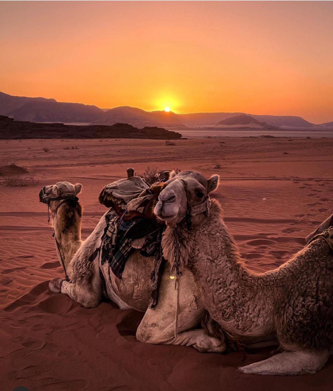 Desert Bedouin Adventure وادي رم المظهر الخارجي الصورة